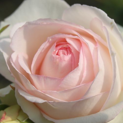 Online rózsa rendelés - Fehér - climber, futó rózsa - diszkrét illatú rózsa - Rosa Palais Royal® - Alain Meilland - Régimódi rózsákra jellemző virágformájú, gazdagon nyíló, fehér futó rózsa.